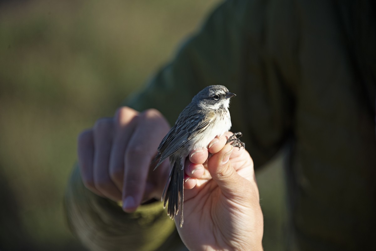 Bell's Sparrow (canescens) - ML331431211