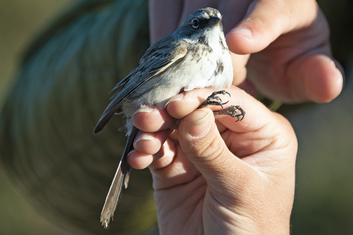Bell's Sparrow (canescens) - ML331431691