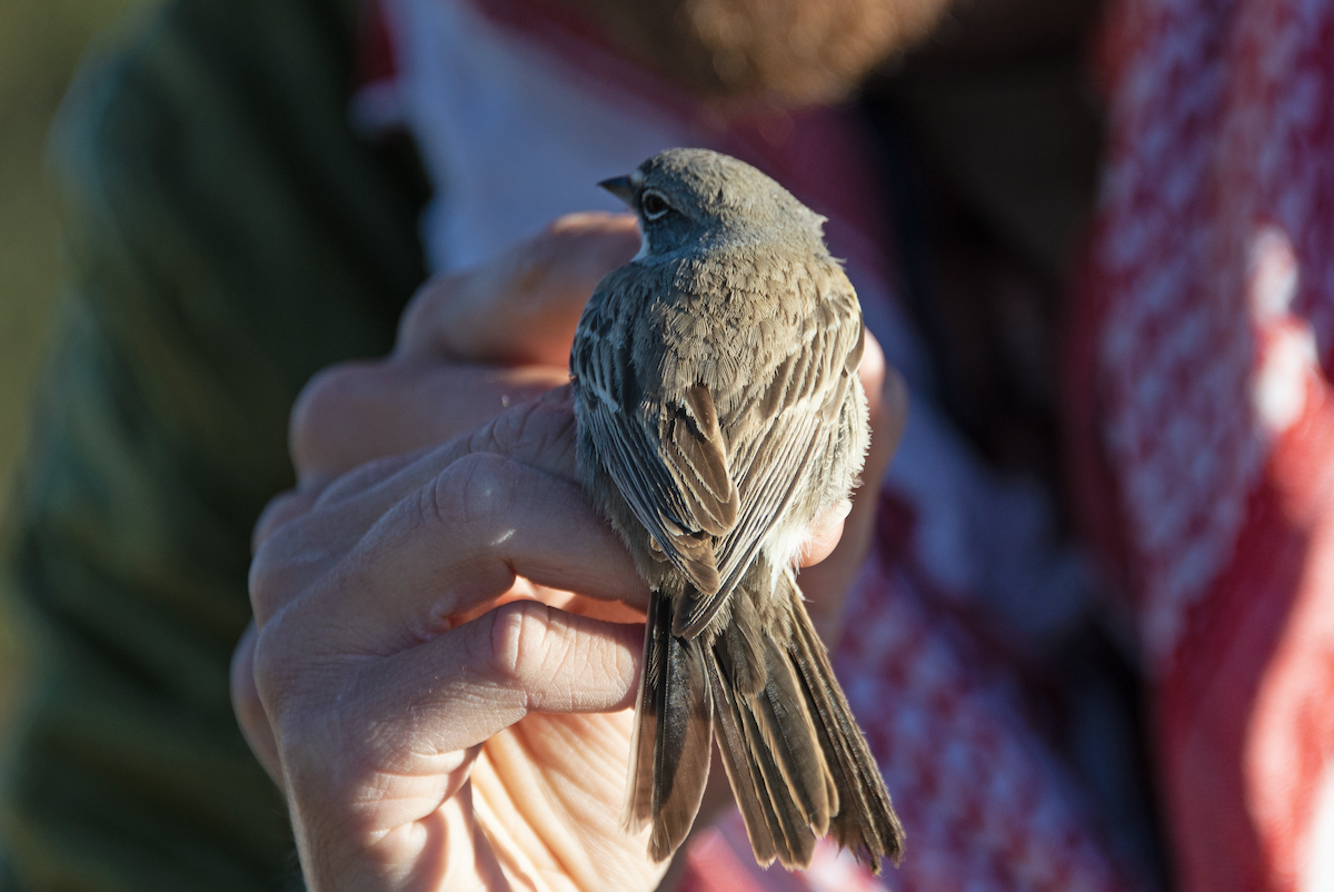Bell's Sparrow (canescens) - ML331431701