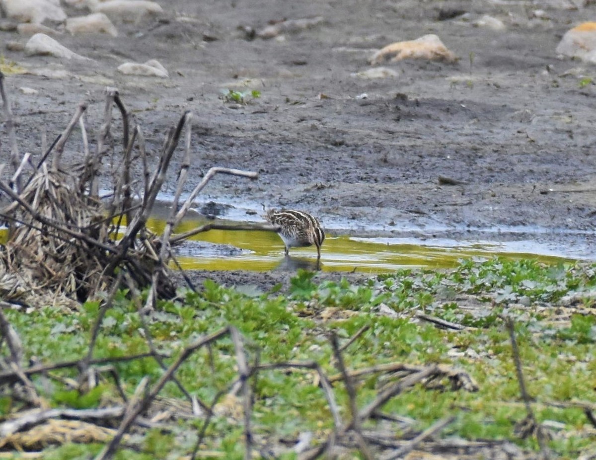 Wilson's Snipe - ML331433671