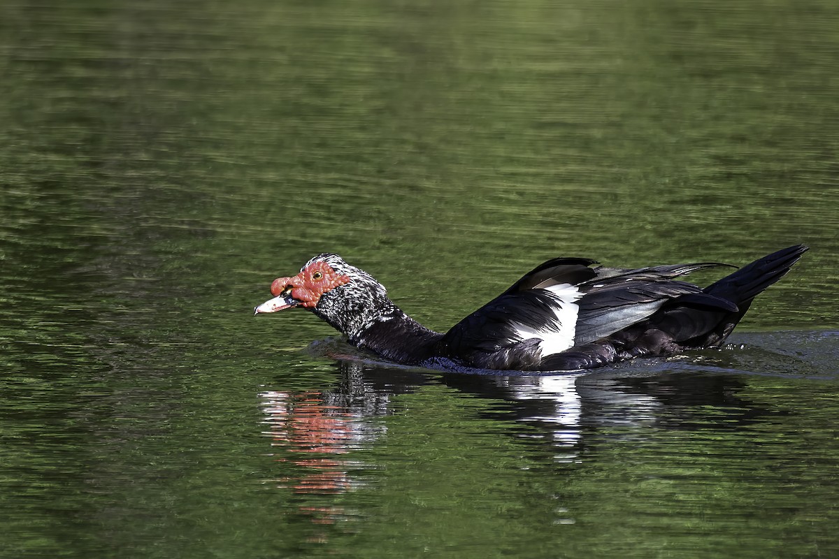 Muscovy Duck (Domestic type) - ML331434041