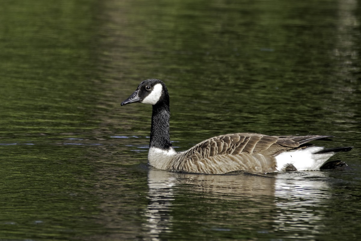 Canada Goose - ML331434061