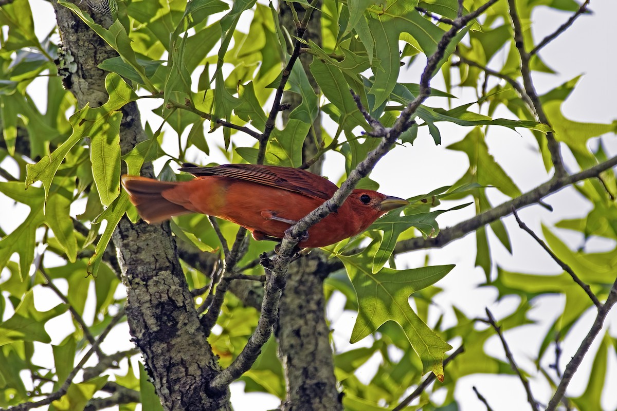 Summer Tanager - ML331434221