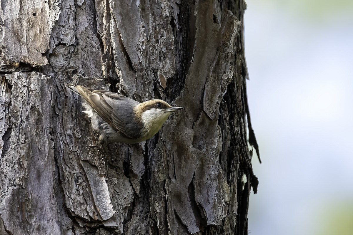 Brown-headed Nuthatch - ML331434291