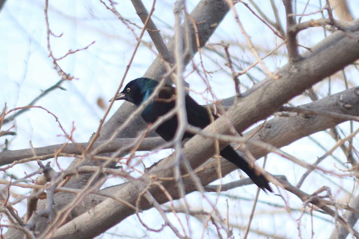Common Grackle - ML331434791