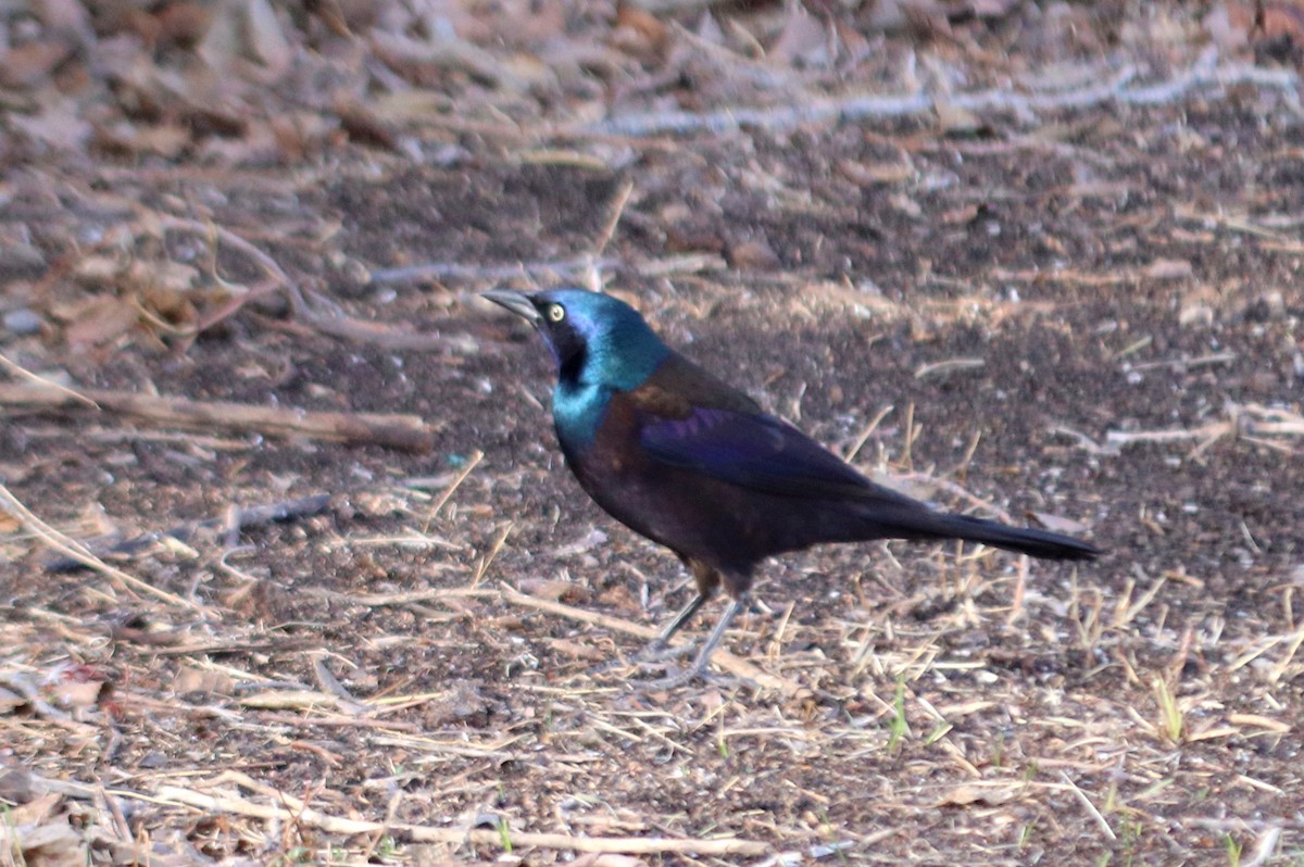 Common Grackle - ML331434831