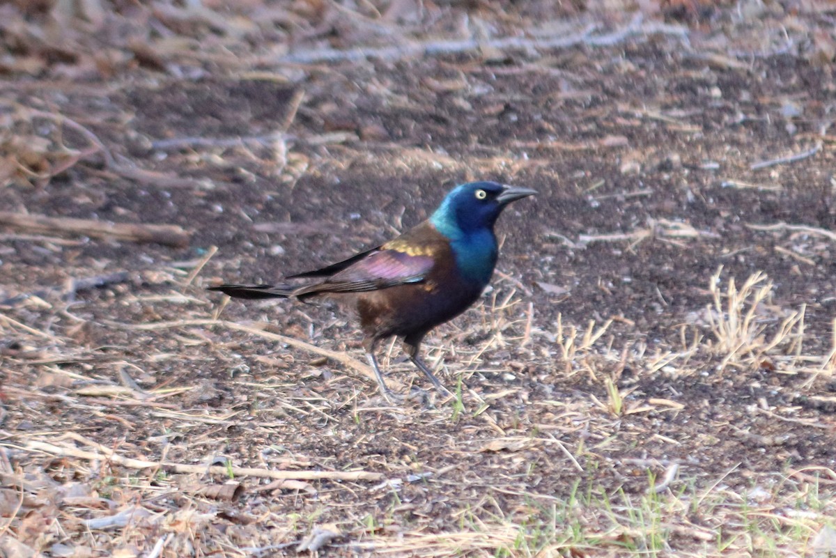 Common Grackle - ML331434871