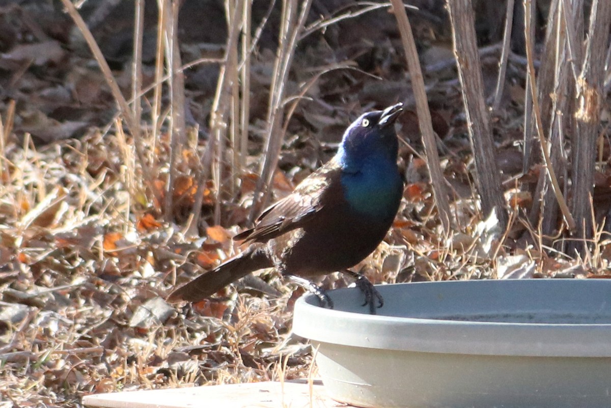 Common Grackle - ML331434981