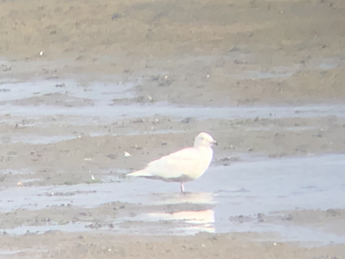 Glaucous x Glaucous-winged Gull (hybrid) - ML331435121