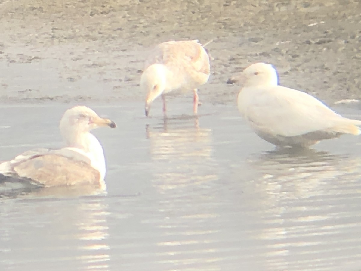 Glaucous x Glaucous-winged Gull (hybrid) - ML331435151