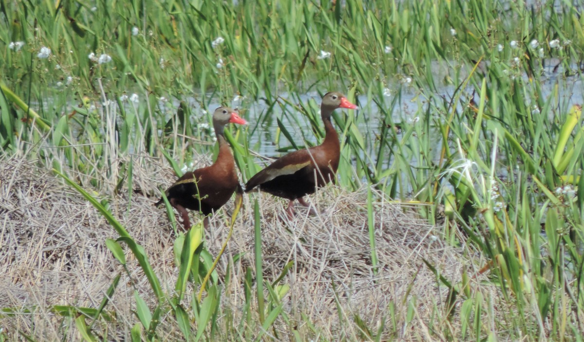 Black-bellied Whistling-Duck - ML33143521