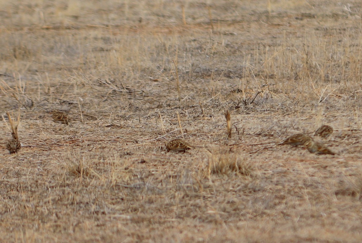 Thick-billed Longspur - ML331436241