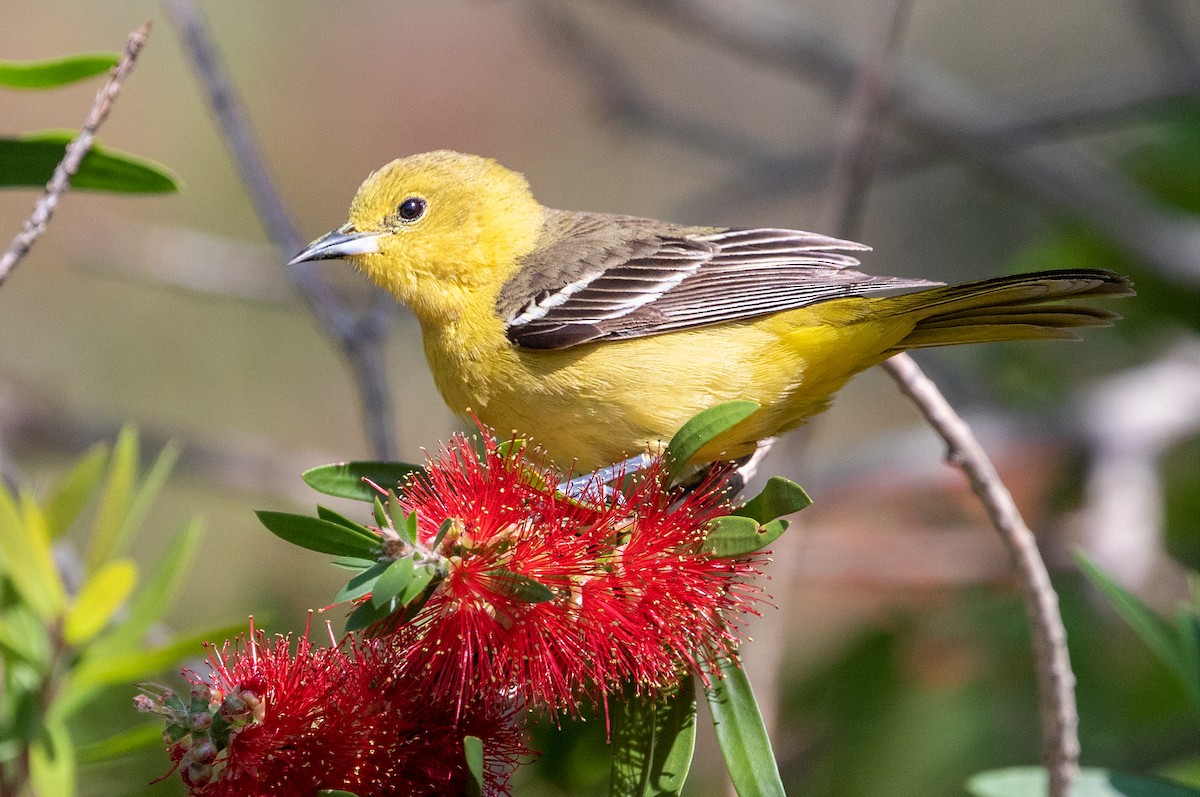 Orchard Oriole - ML331437061