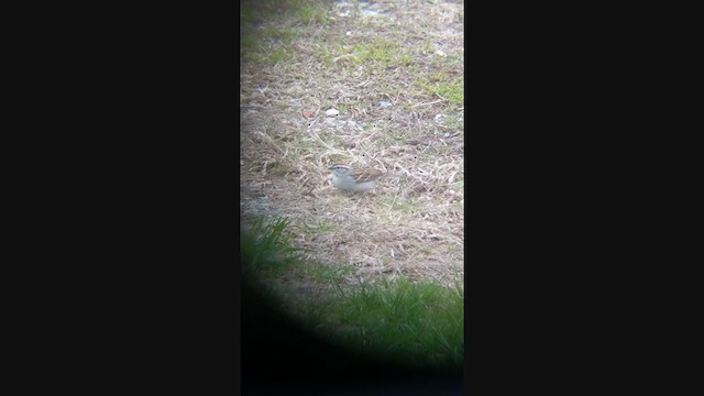 Chipping Sparrow - ML331438021