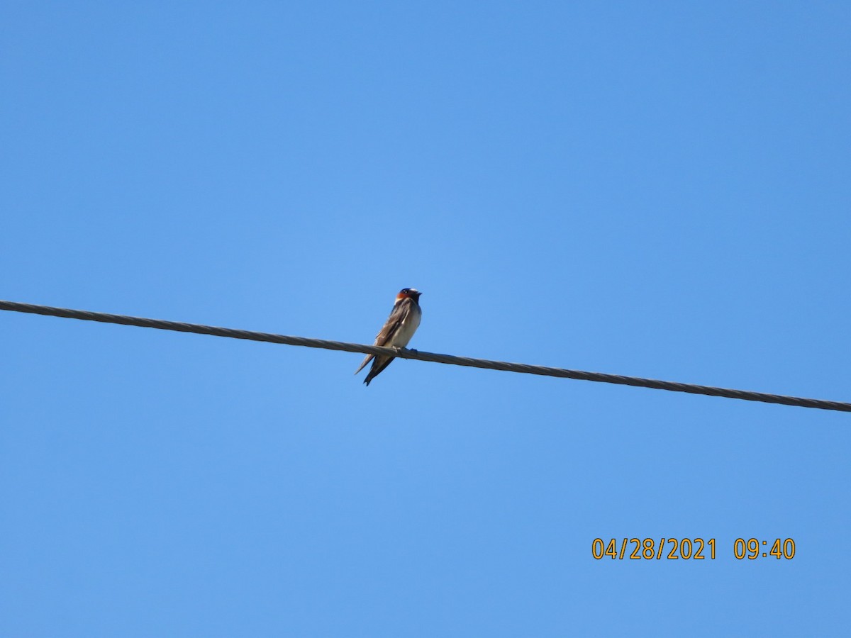 Cliff Swallow - Lori Gaskin