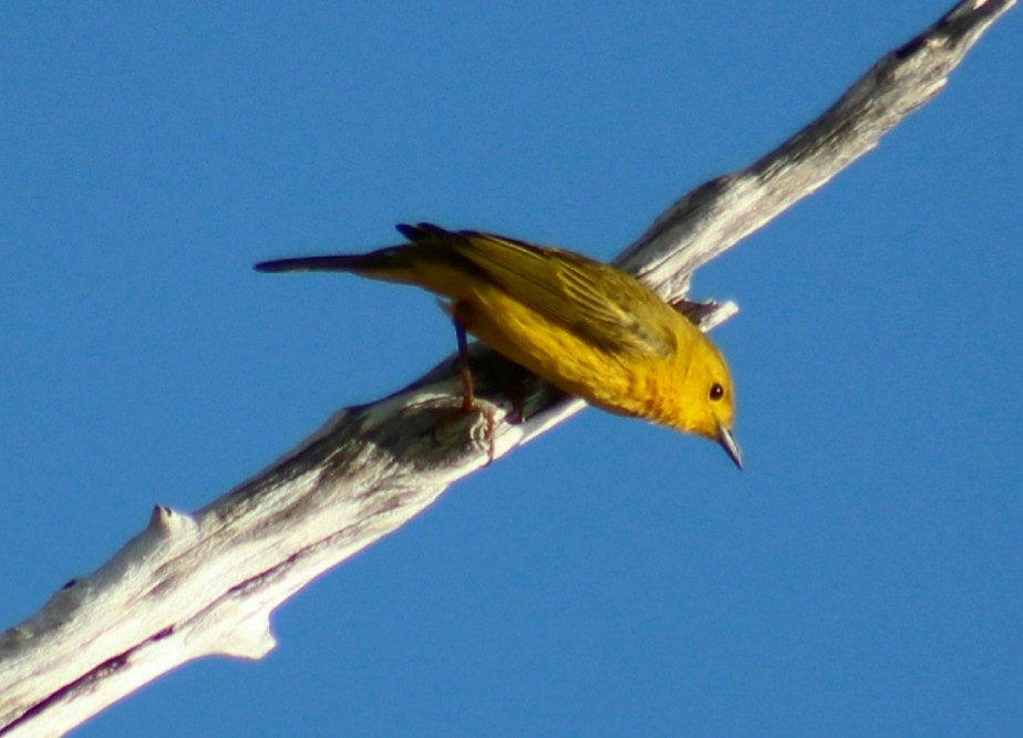 Yellow Warbler - ML331440061