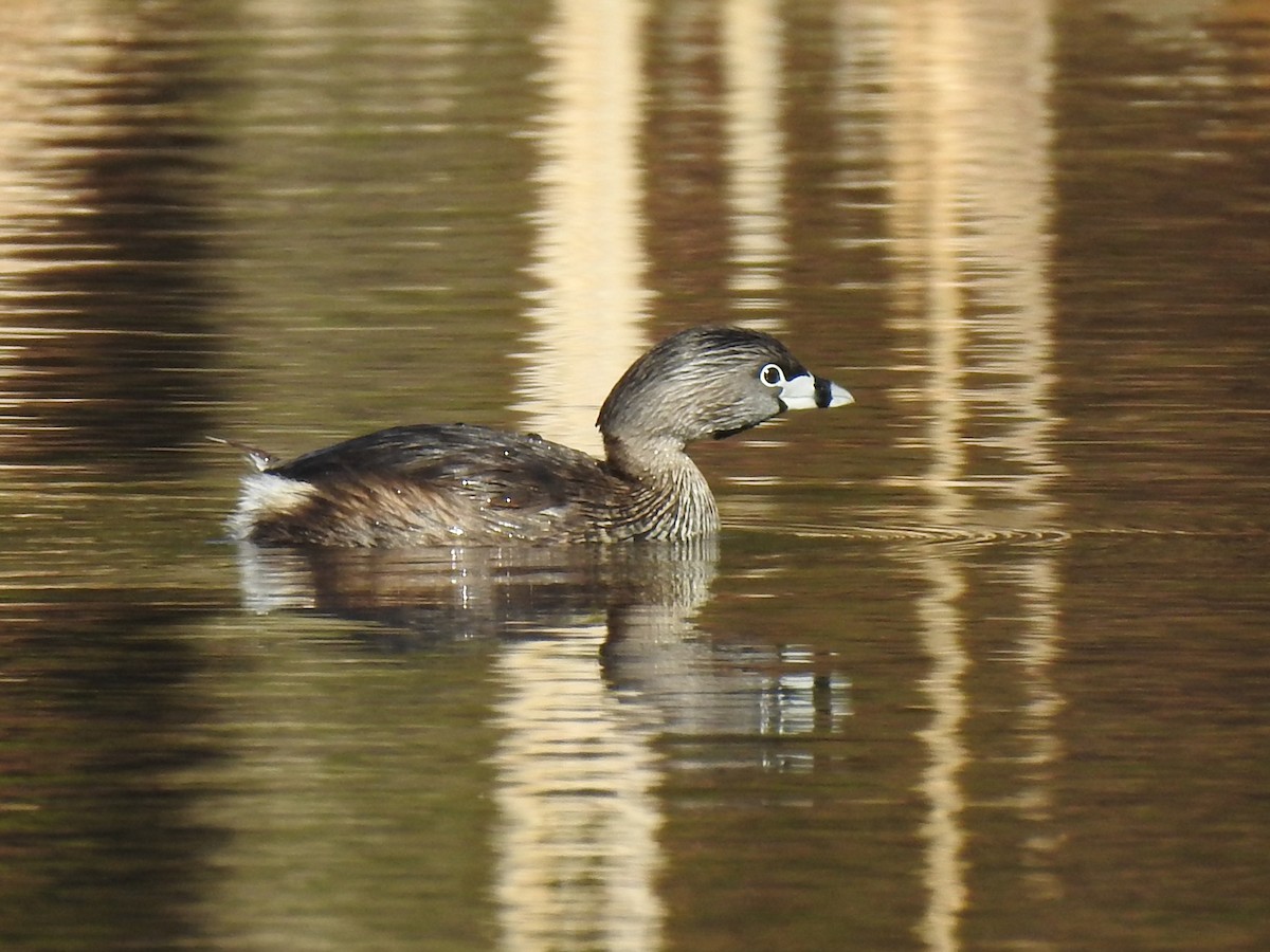 Pied-billed Grebe - Rose Shea