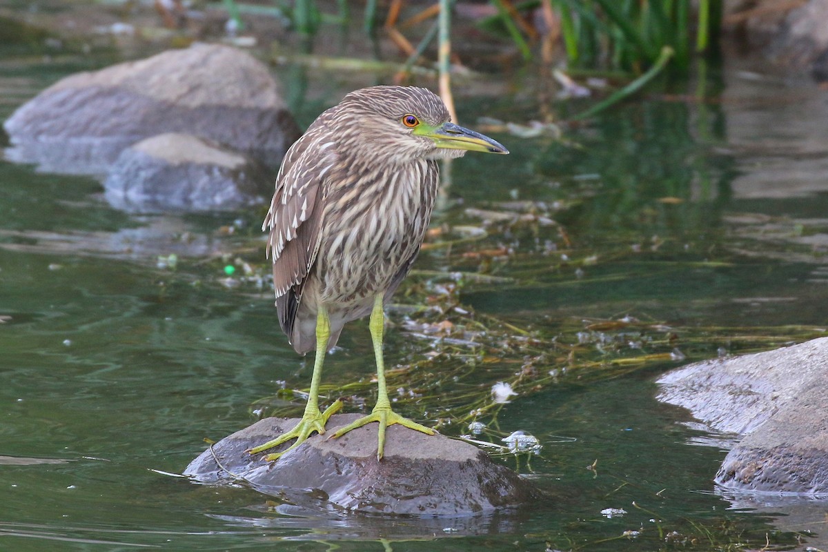 Black-crowned Night Heron - Douglas Faulder