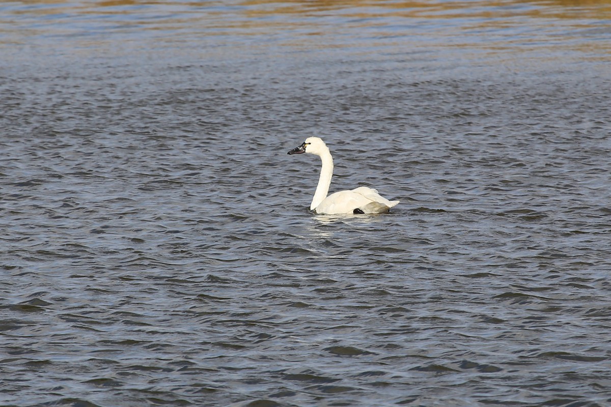 Tundra Swan - ML331443161