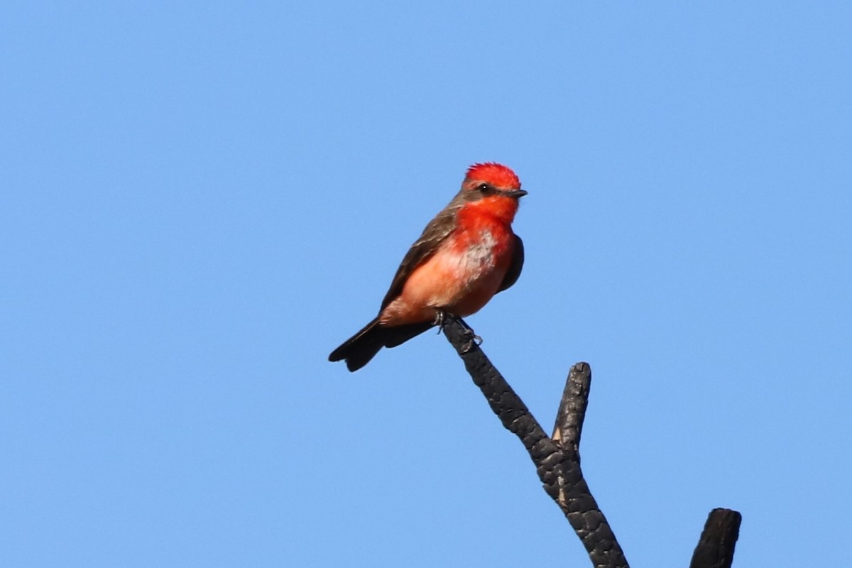 Vermilion Flycatcher - ML331443561