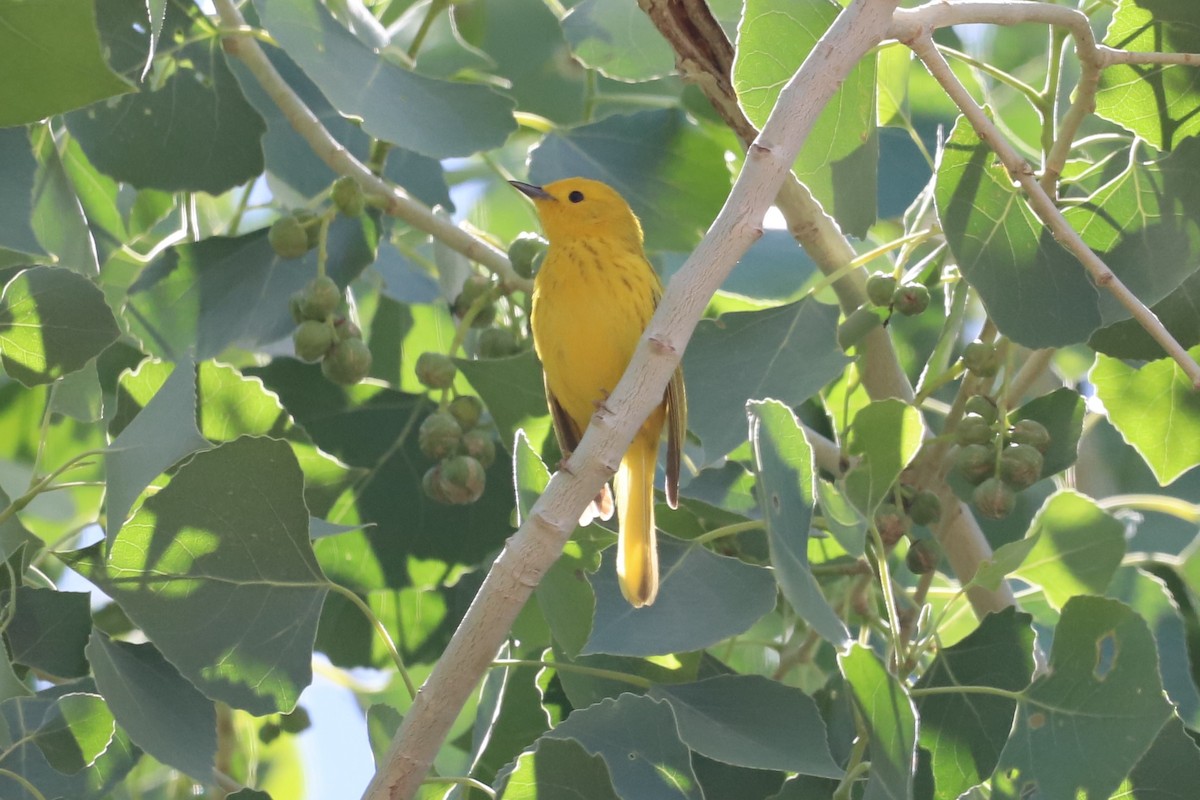 Yellow Warbler - Shorty Veliz