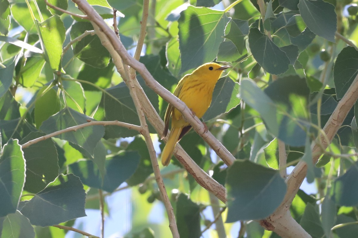 Paruline jaune - ML331444161