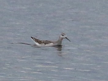 Wilson's Phalarope - ML33144511