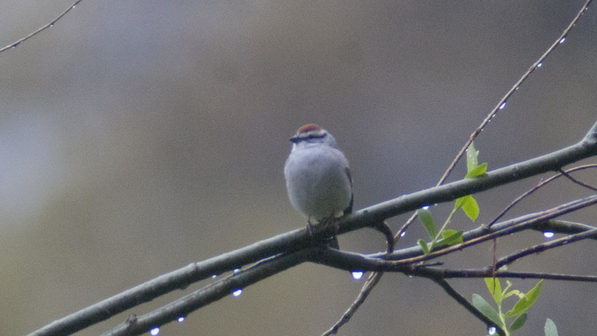 Chipping Sparrow - Jasper Weinberg