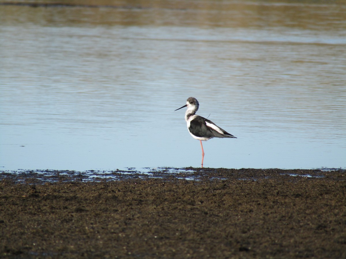 Pied x Black Stilt (hybrid) - Samuel Amaris