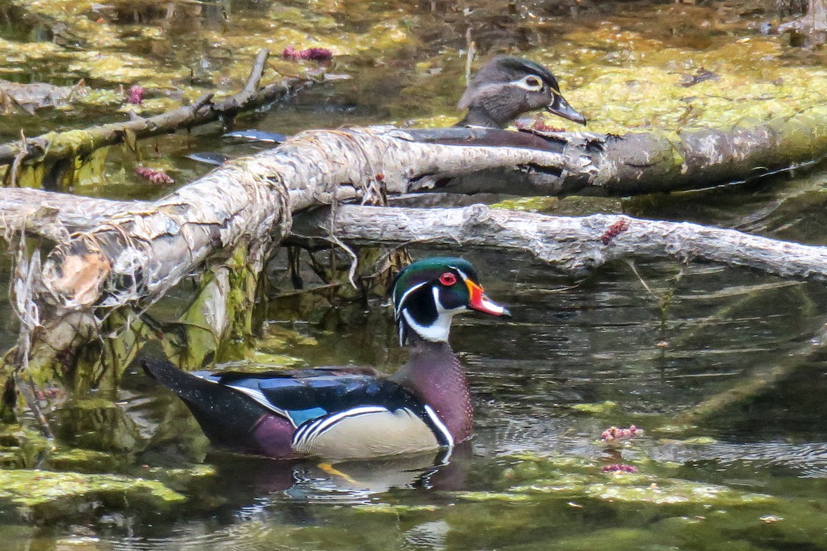 Wood Duck - ML331449441