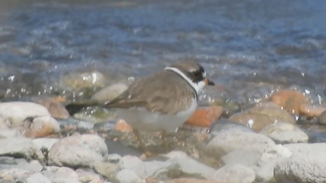 Semipalmated Plover - ML331450861