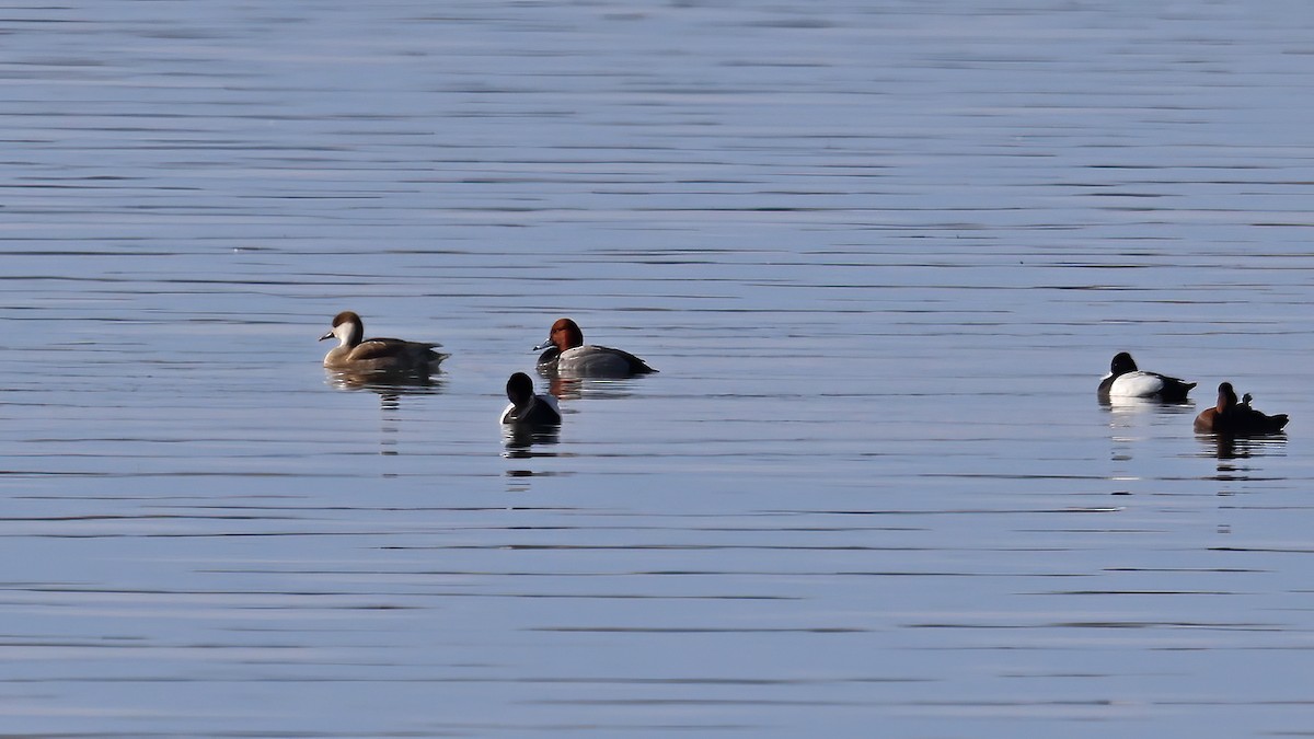 Red-crested Pochard - ML331451641