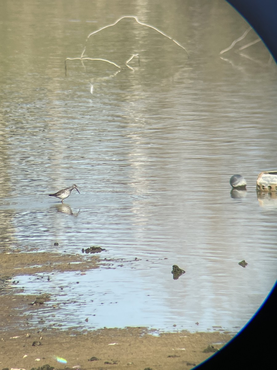 Greater Yellowlegs - ML331451841