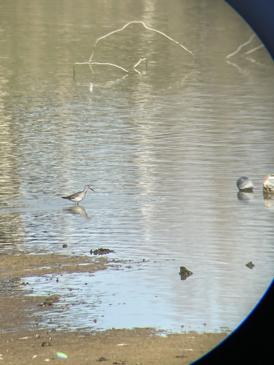 Greater Yellowlegs - ML331451851