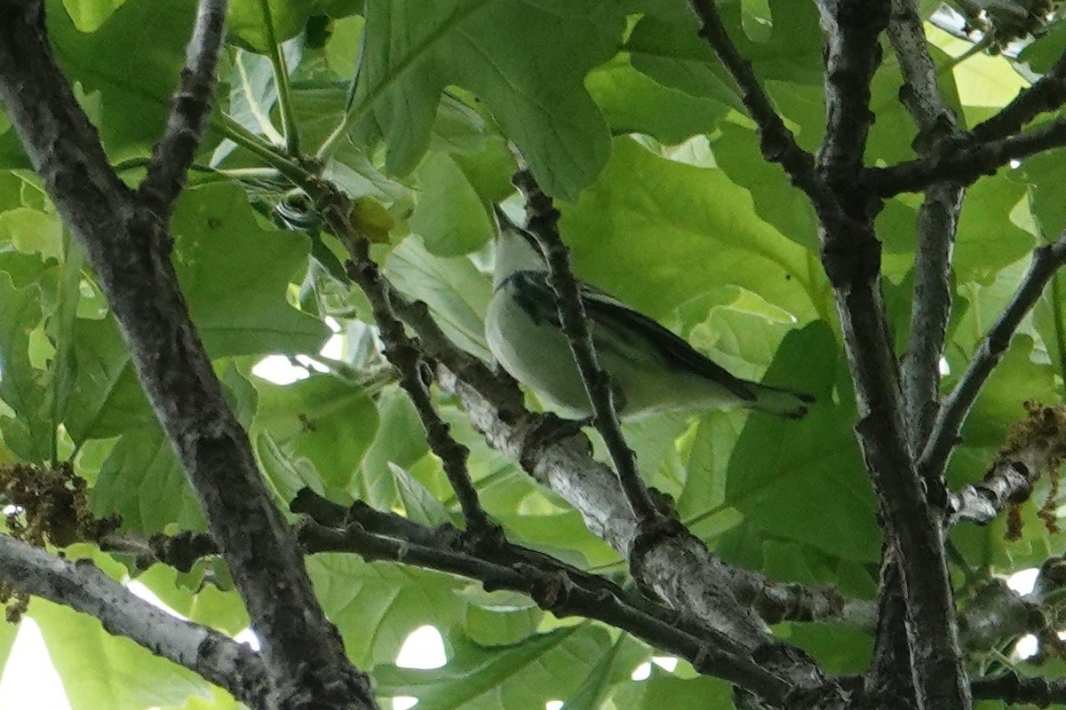 Cerulean Warbler - ML331452971