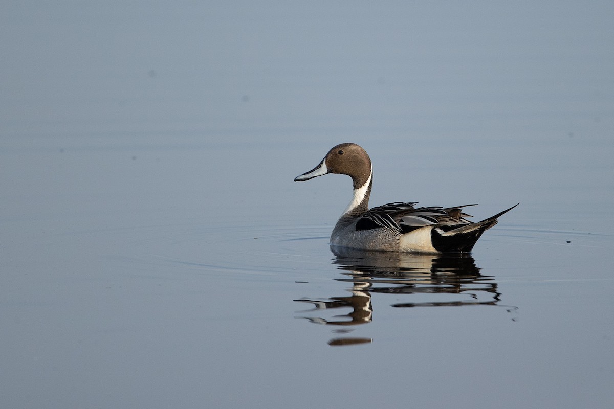 Northern Pintail - Johnathan Mack