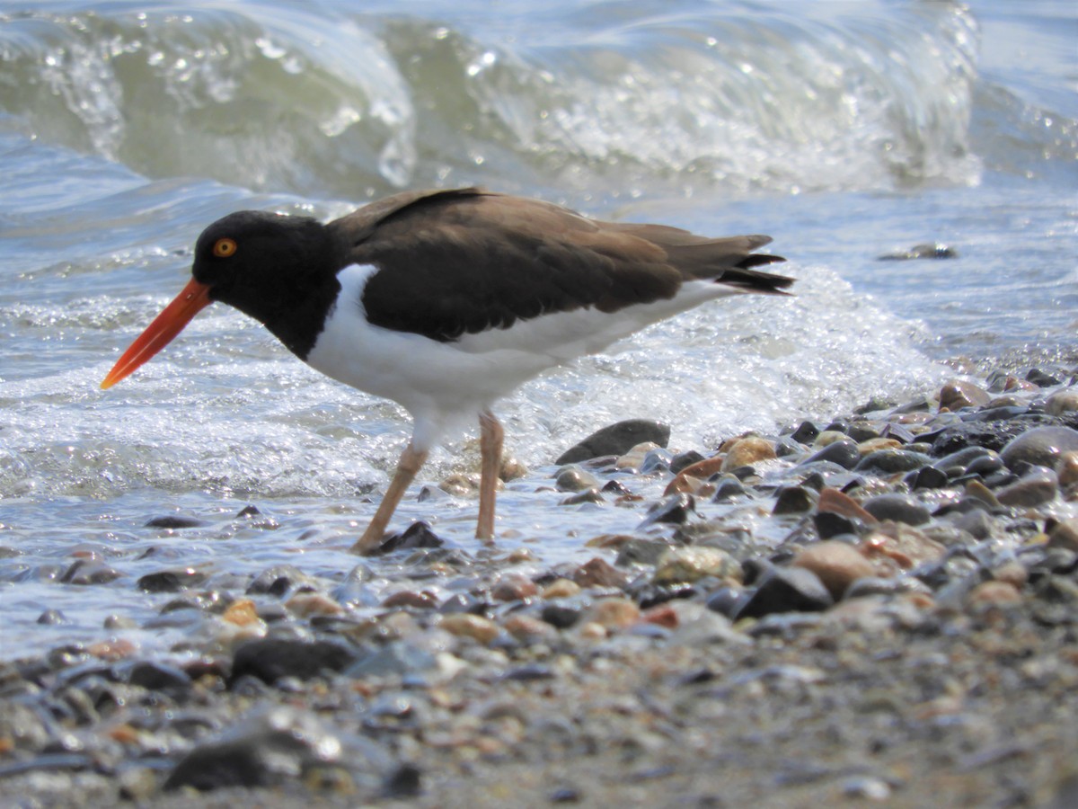 American Oystercatcher - ML331455931