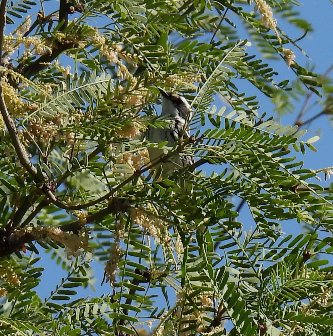 Black-throated Gray Warbler - ML331456941