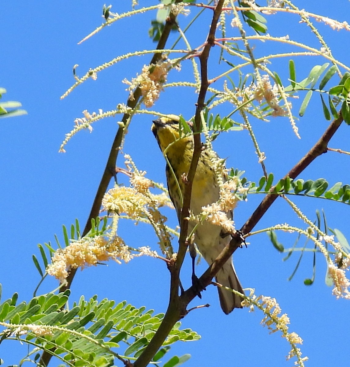 Townsend's Warbler - Mary Tannehill