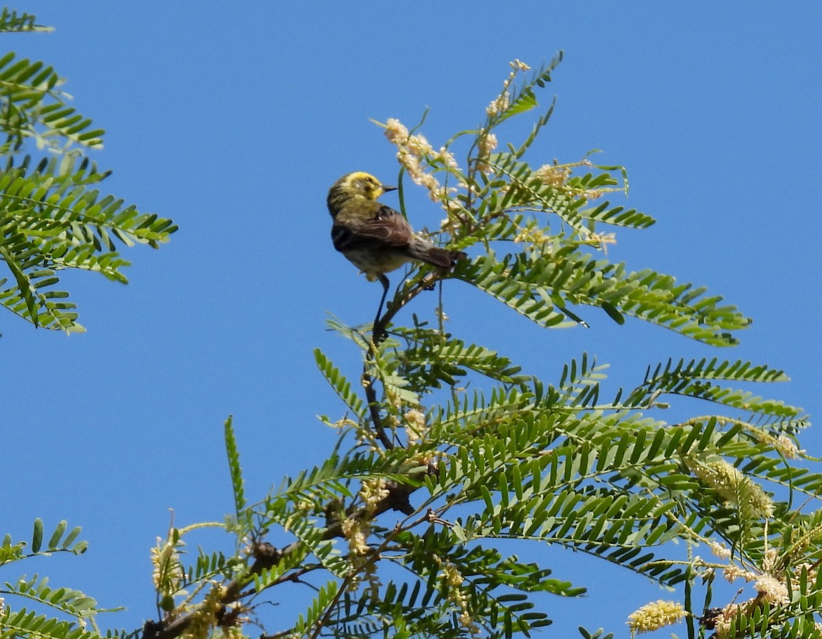 Townsend's Warbler - Mary Tannehill