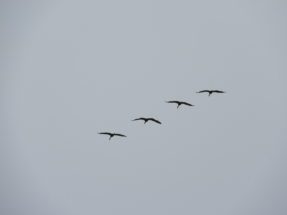 Sandhill Crane - ML331457421