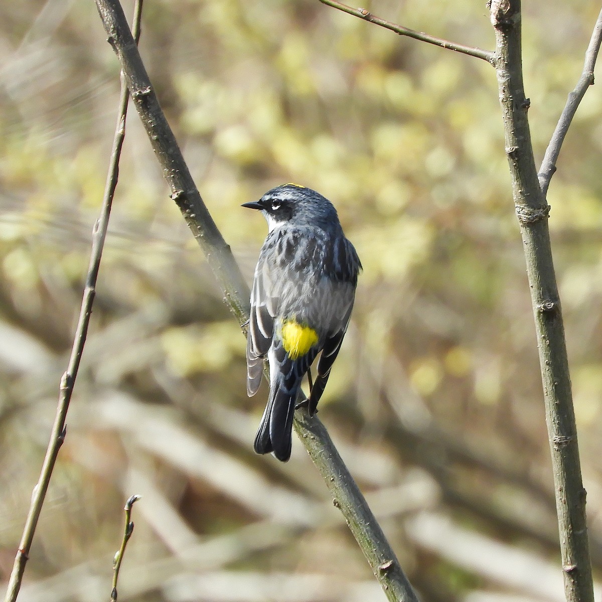 Yellow-rumped Warbler - ML331457561