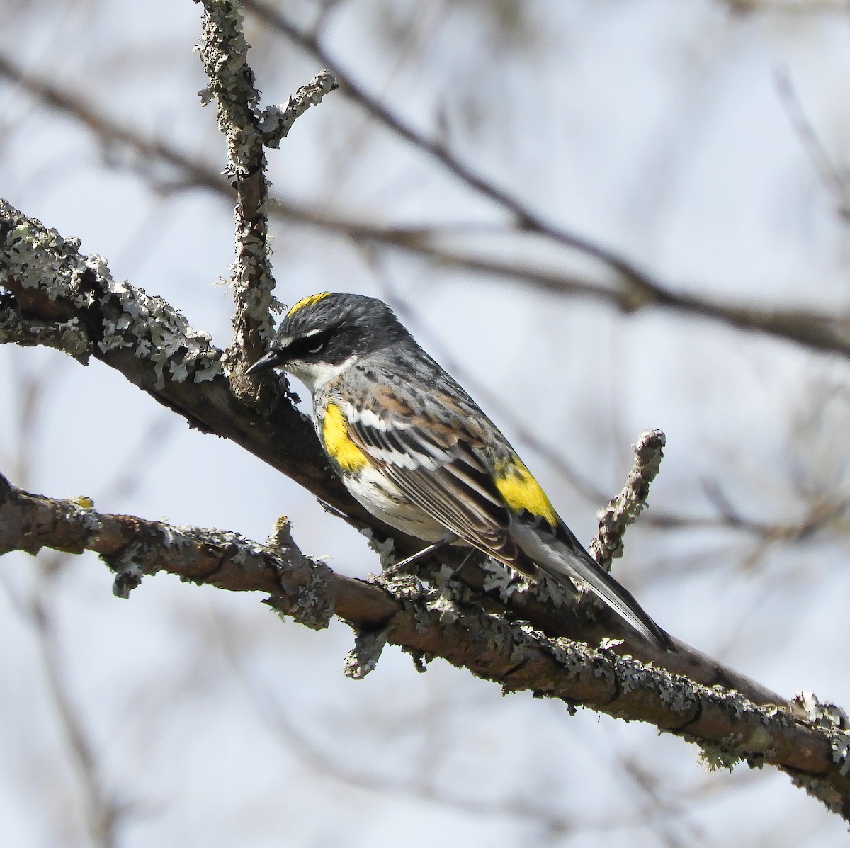 Yellow-rumped Warbler - ML331457571