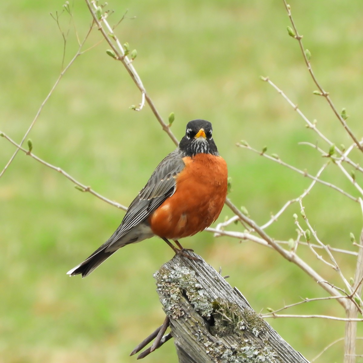 American Robin - ML331457991