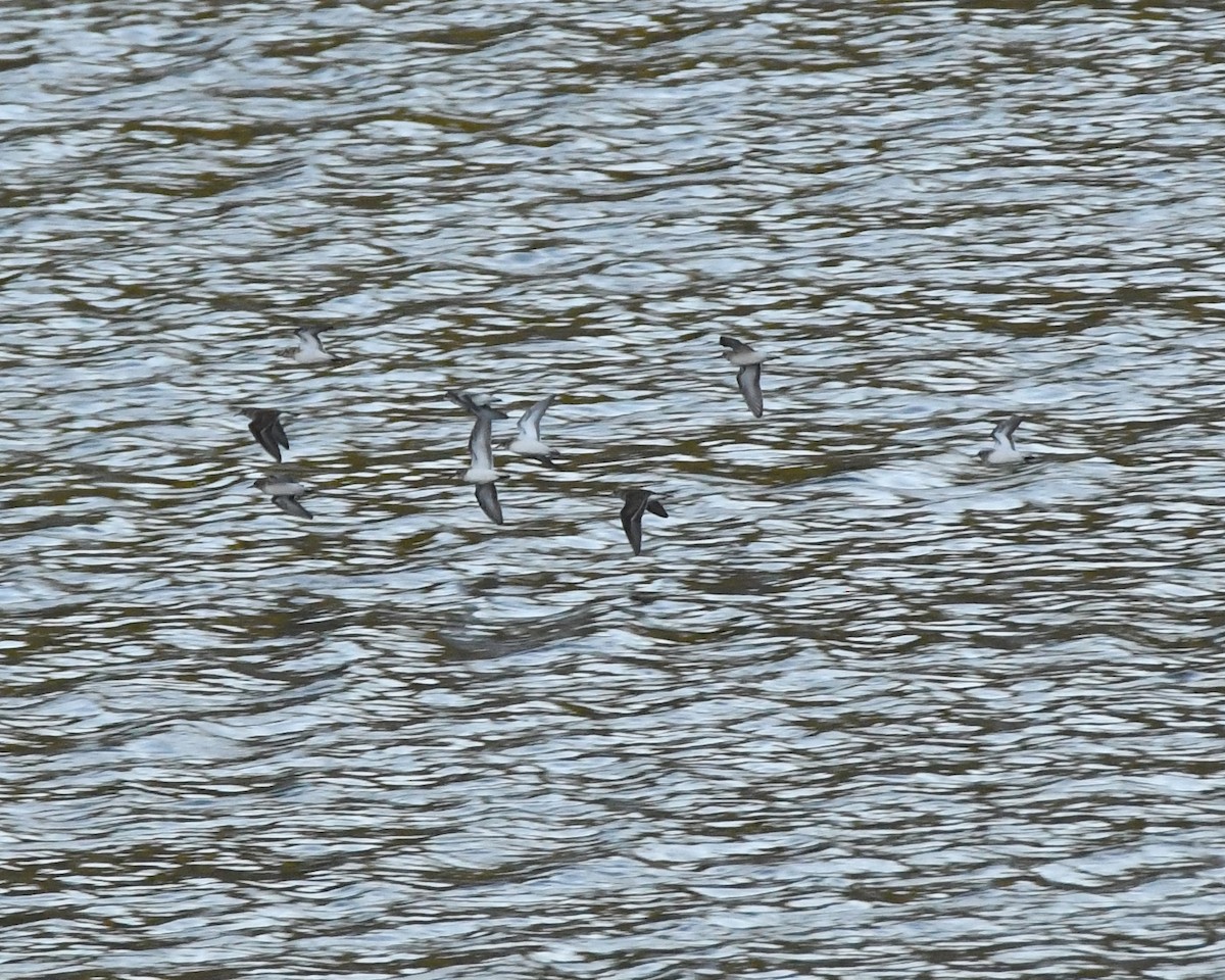 Calidris sp. (peep sp.) - ML33146241