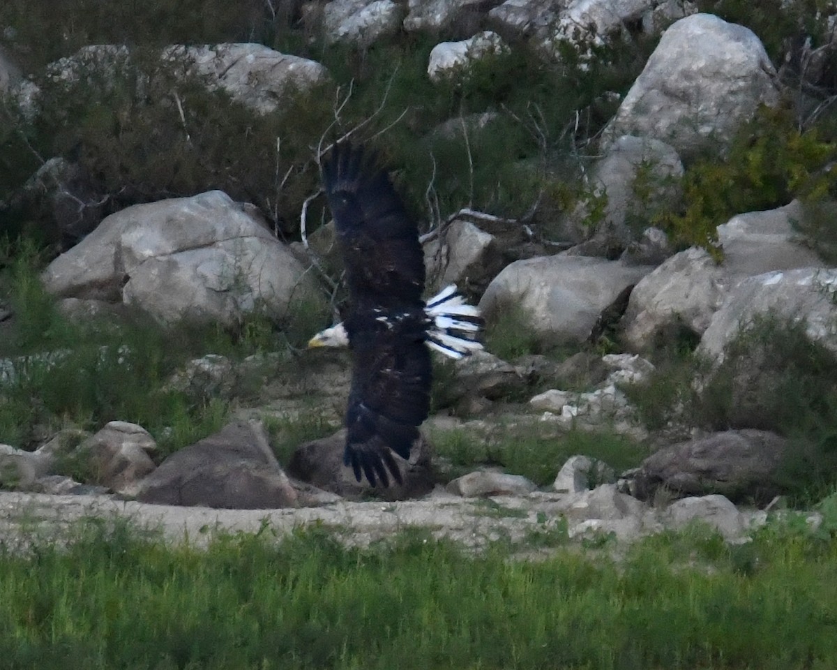 Bald Eagle - ML33146301