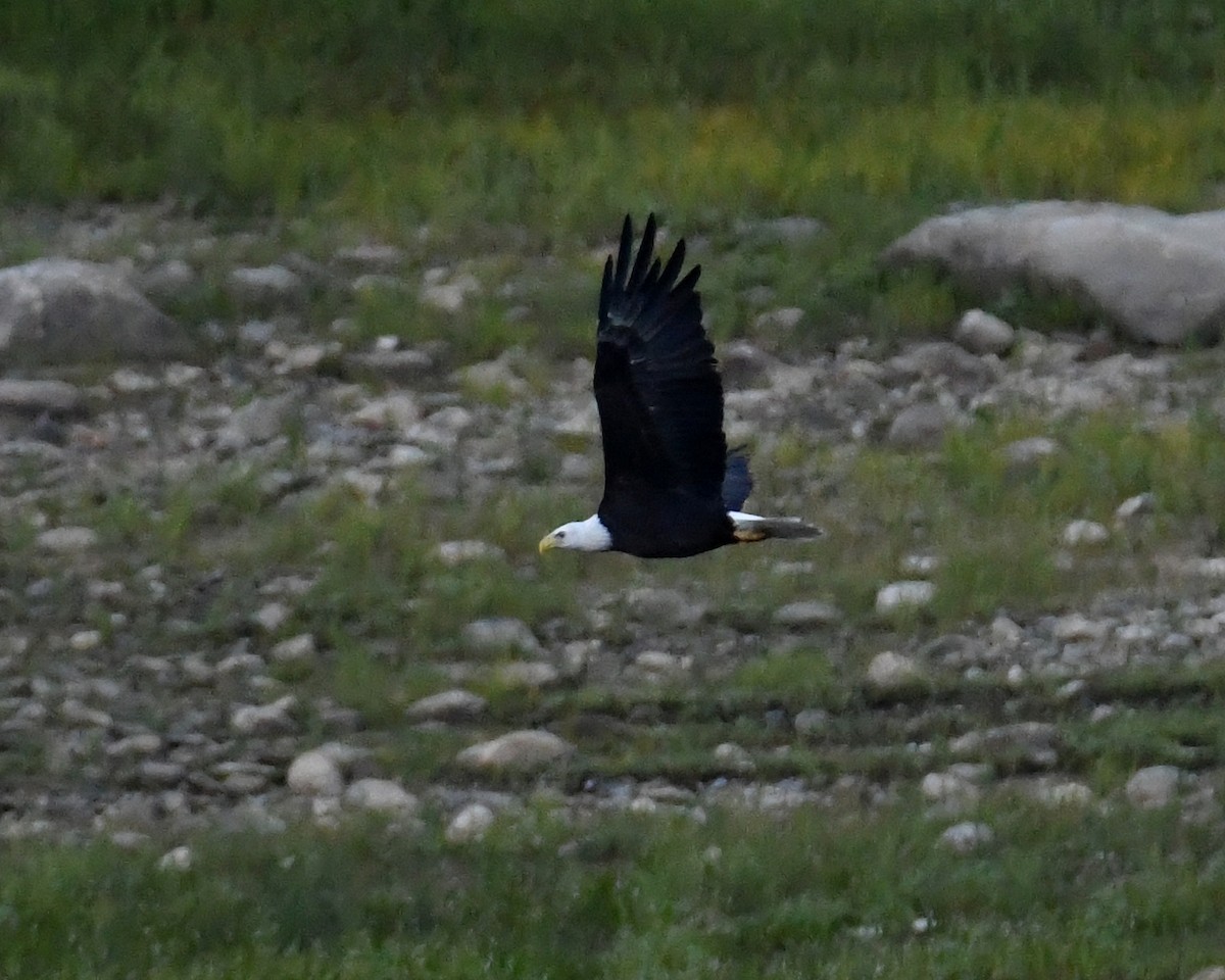 Bald Eagle - ML33146321