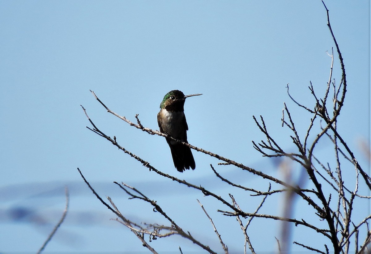 Broad-tailed Hummingbird - ML33146331