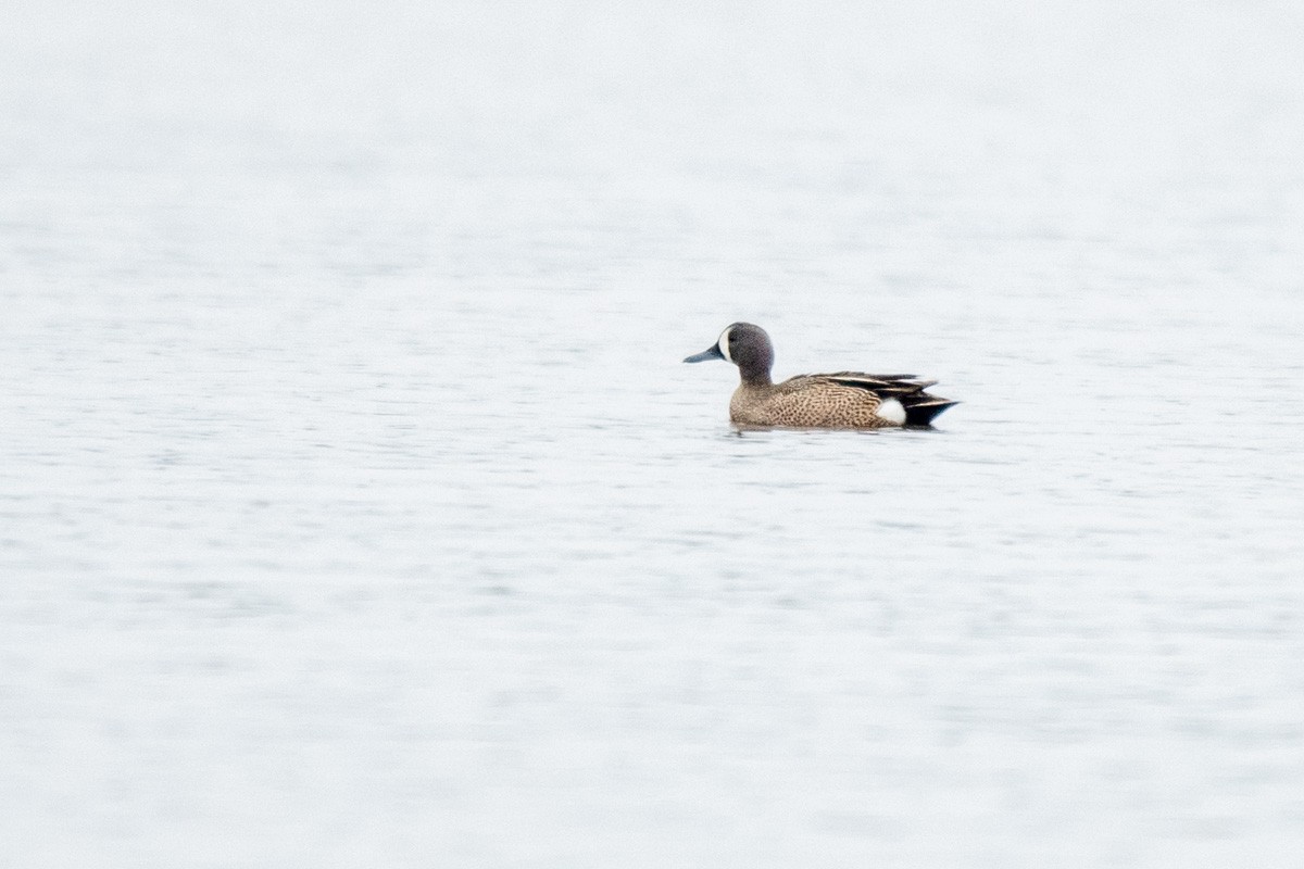 Blue-winged Teal - mark kraus