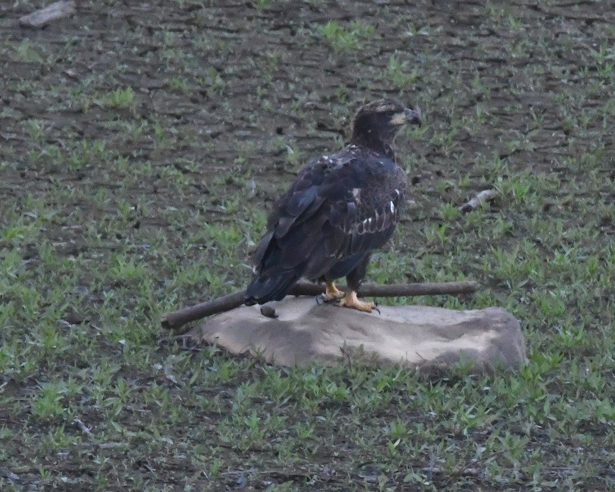 Weißkopf-Seeadler - ML33146501